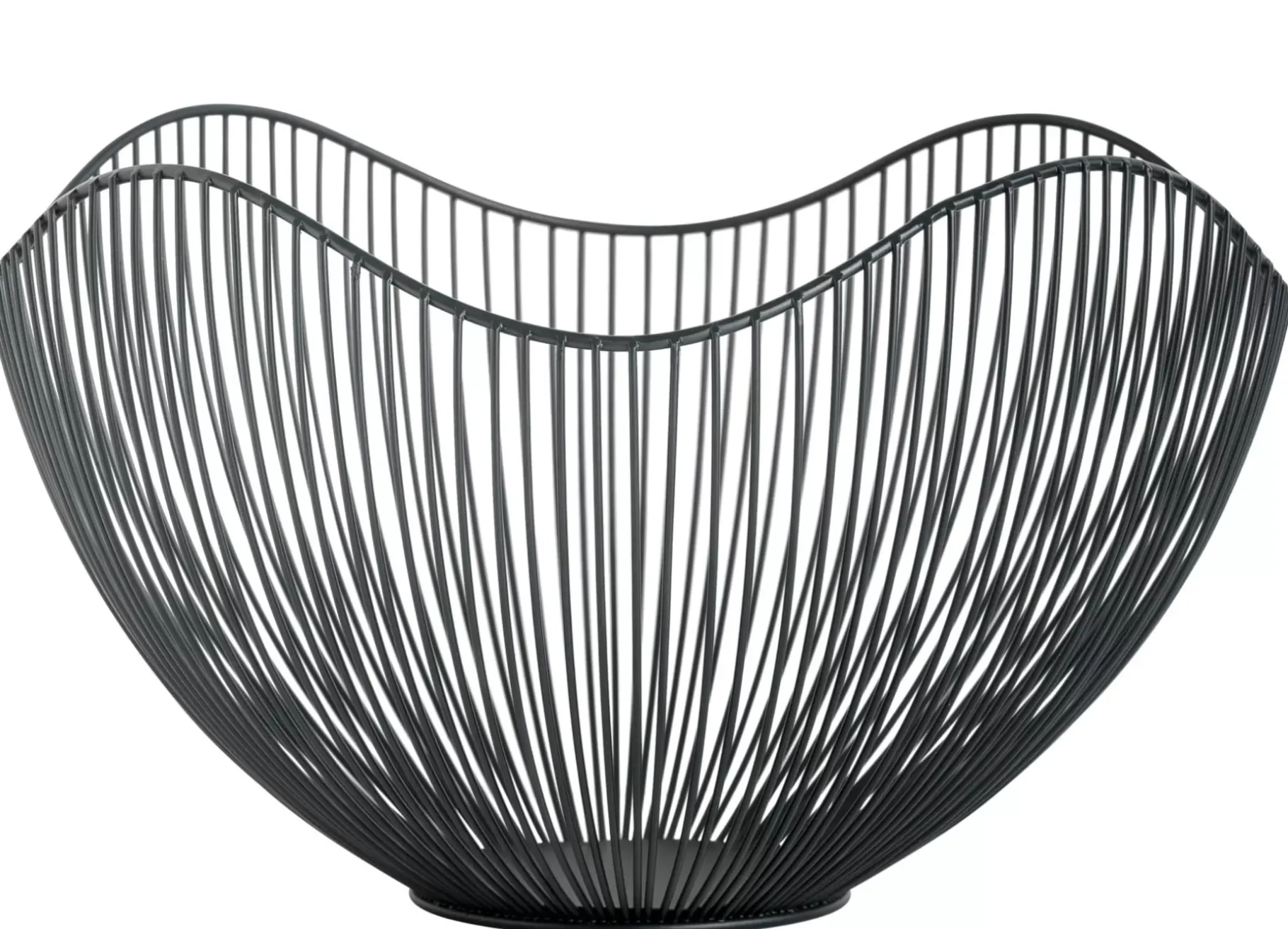 CASA Aster Frutero Negro