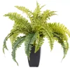 CASA Boston Planta Helecho Verde