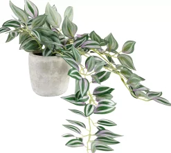 CASA Calathea Planta Colgante Gris, Verde, Morado