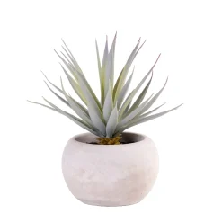 CASA Cement Planta Crasa Art En Tarro Gris