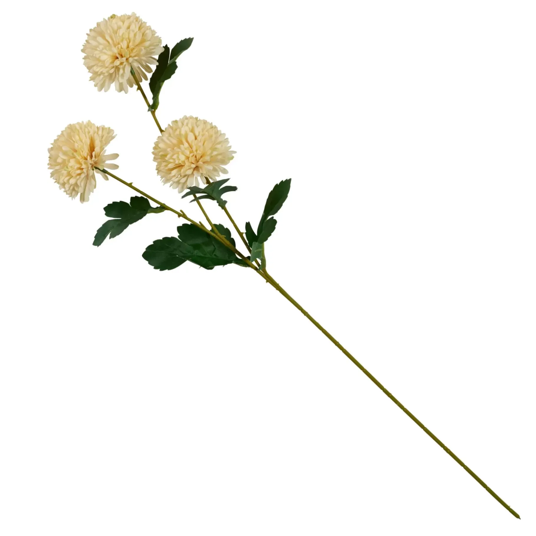 CASA Chrysanthemum Beis