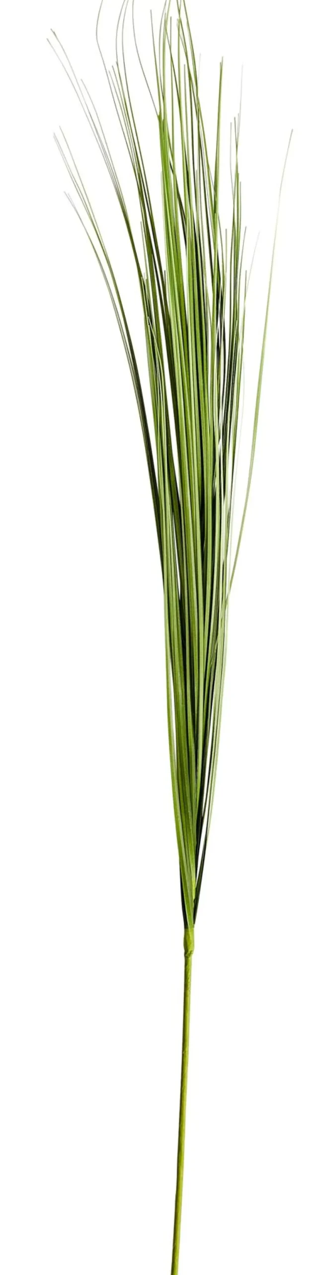 CASA Grass Haz De Hierba Verde