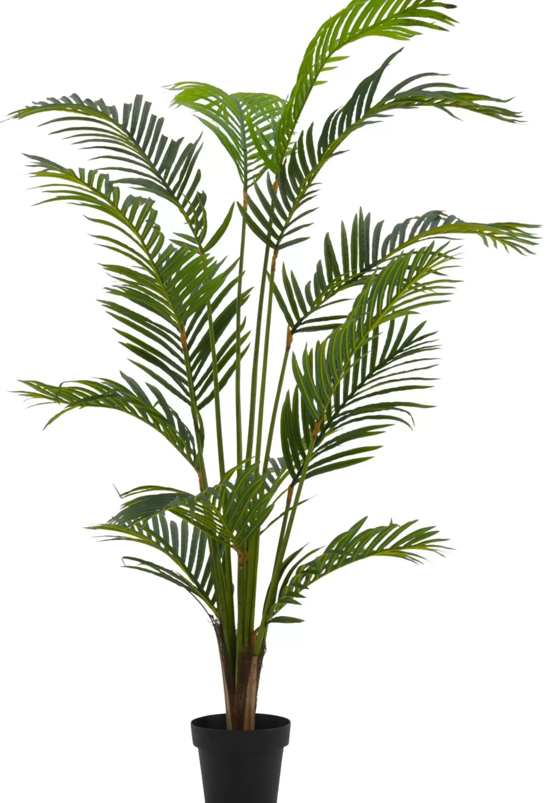 CASA Kwai Palma Verde