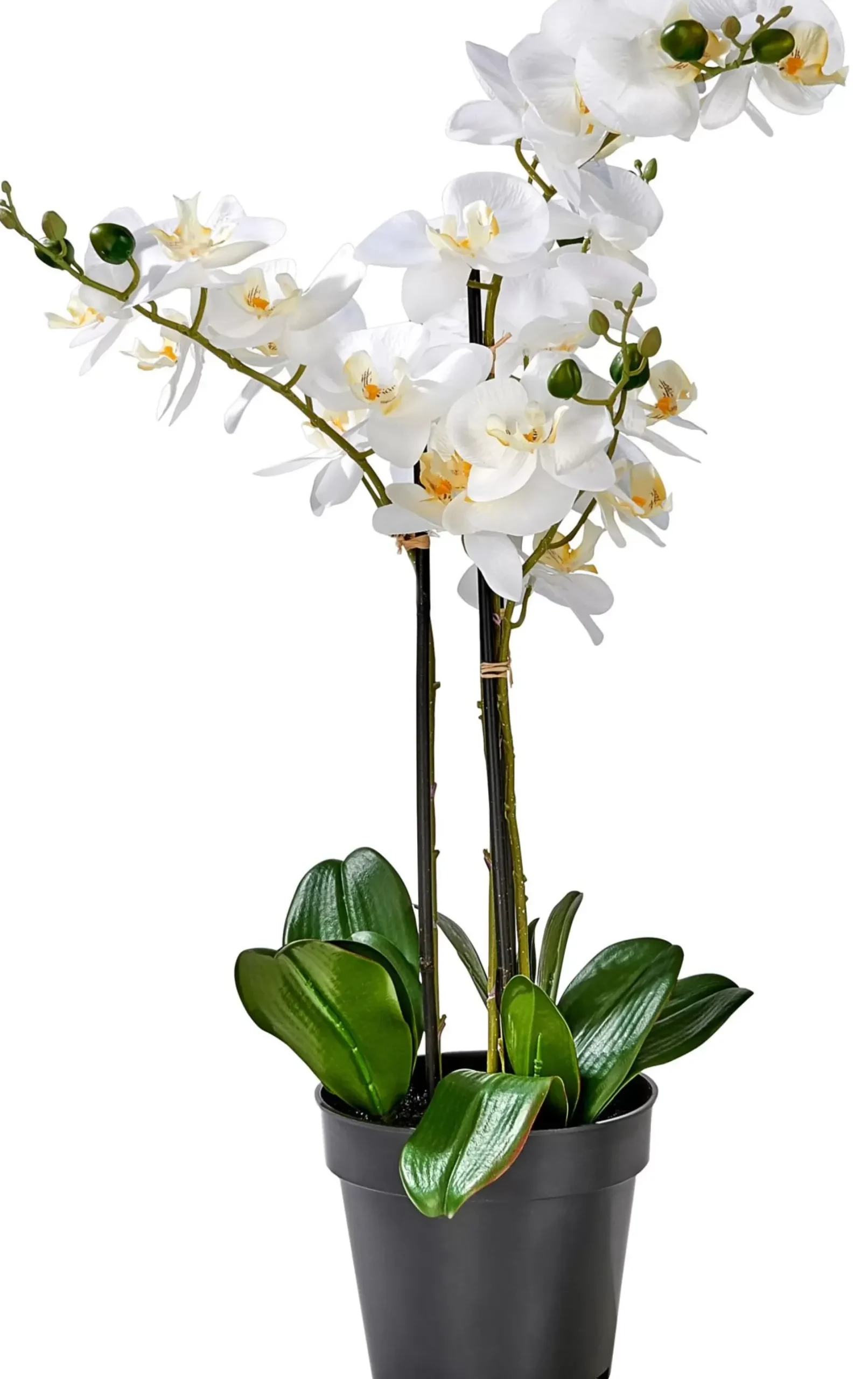 CASA Orchid Orquidea En Maceta Blanco