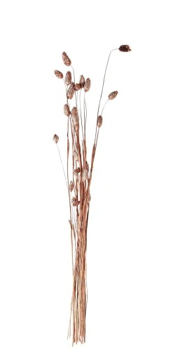 CASA Phalaris Hierba Ornamental Cobrizo