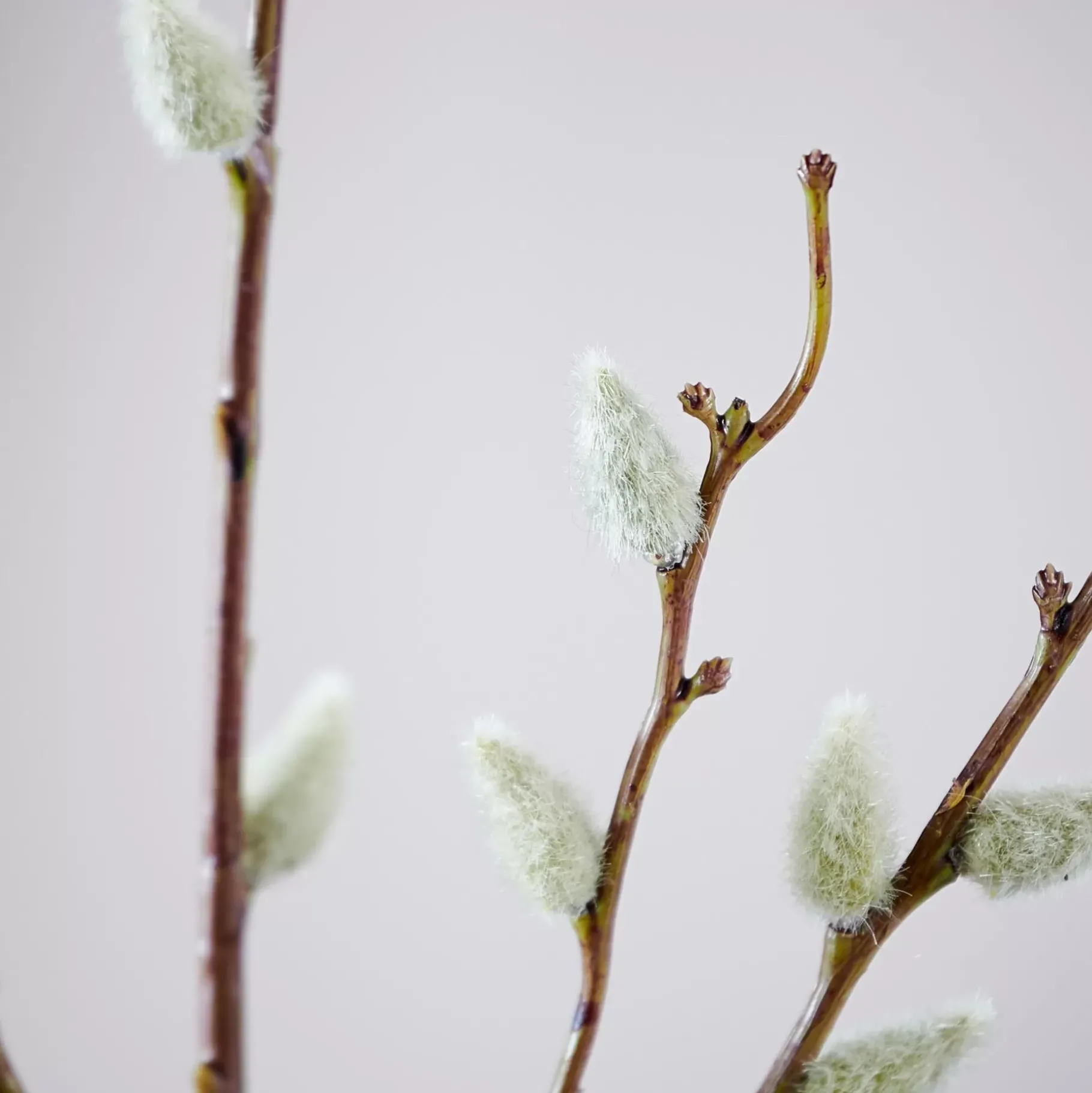 CASA Salica Rama Sintetico Verde
