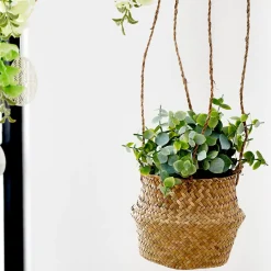 CASA Terra Planta En Maceta Blanco, Verde