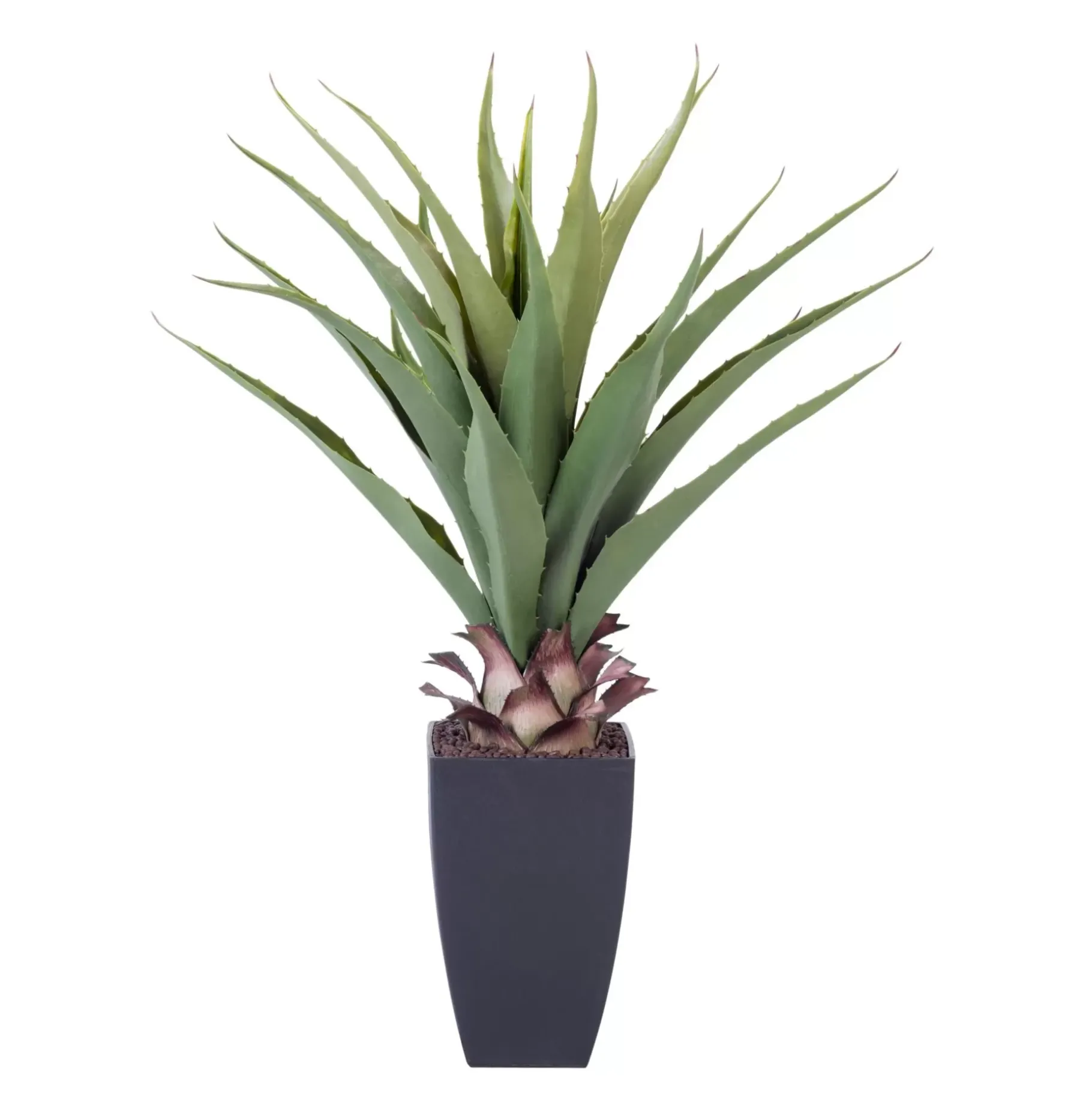 CASA Vera Planta Aloe Vera Verde