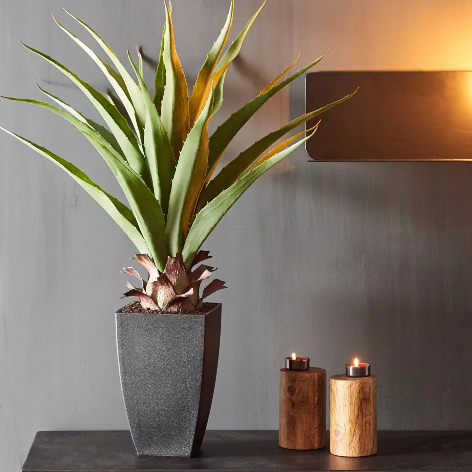 CASA Vera Planta Aloe Vera Verde