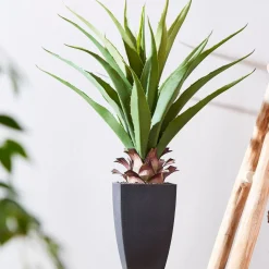 CASA Vera Planta Aloe Vera Verde
